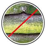 fungus free